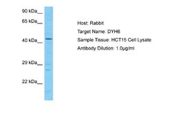 DNAH6 Rabbit anti-Human, Polyclonal, Novus Biologicals 0.1ml; Unconjugated:Antibodies,